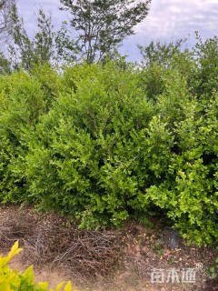 高度150厘米瓜子黄杨