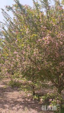 10公分垂丝海棠