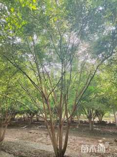 高度900厘米丛生国槐