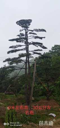 20公分造型油松