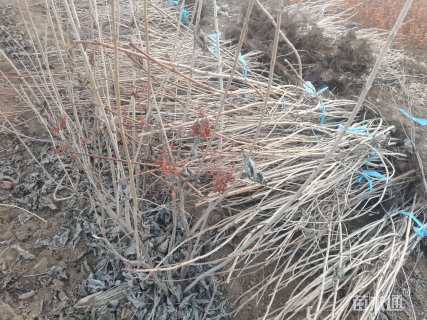 高度120厘米天目琼花