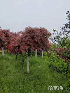 高度200厘米羽毛枫
