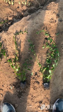 40厘米小叶扶芳藤