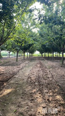 12公分日本晚樱