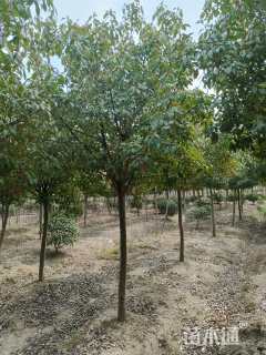 8公分高杆红叶石楠