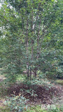 高度600厘米丛生美国红枫