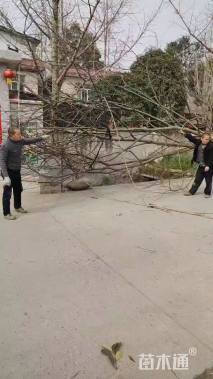 18公分(5杆)丛生朴树