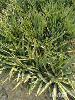 高度30厘米丝兰