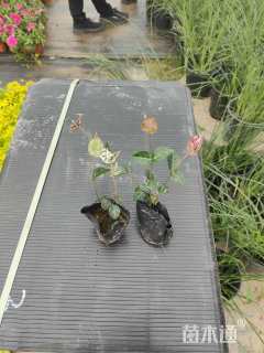 25厘米花叶络石