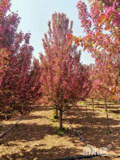 15公分绚丽海棠