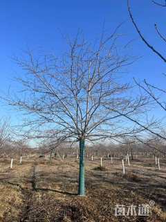 15公分染井吉野樱