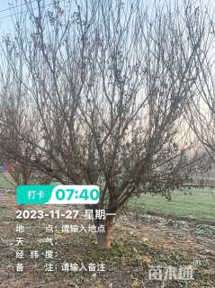 高度450厘米李子树