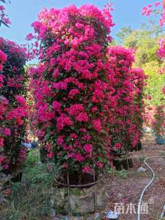 高度300厘米三角梅