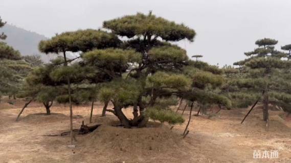 16公分造型油松