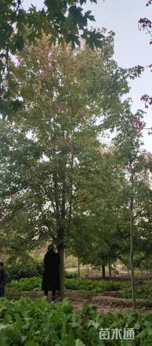 20公分美国红枫