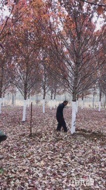 18公分美国红枫-红冠