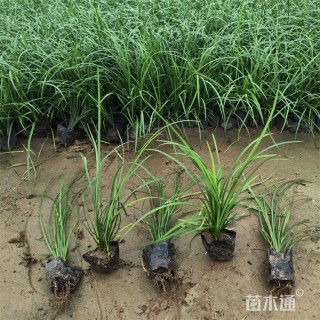 高度22厘米麦冬