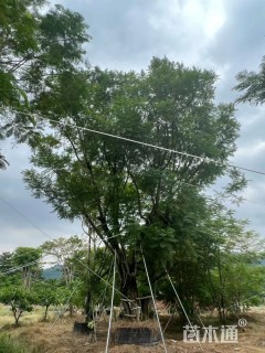 25公分丛生蓝花楹