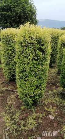 高度150厘米金禾女贞柱