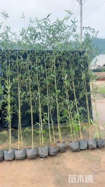 容器苗刚竹