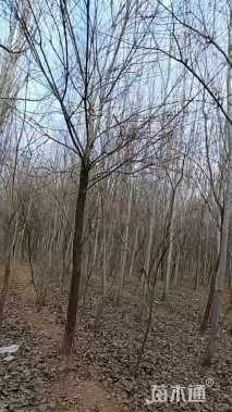 12公分窄冠毛白杨