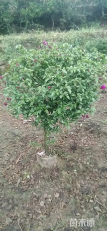 冠幅100厘米三角梅球