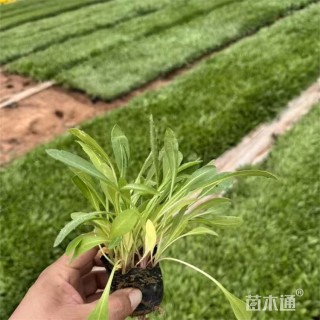 高度15厘米天人菊