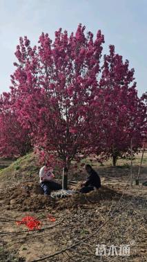 17公分绚丽海棠