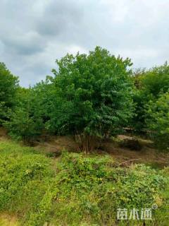 8公分(5杆)丛生乌桕