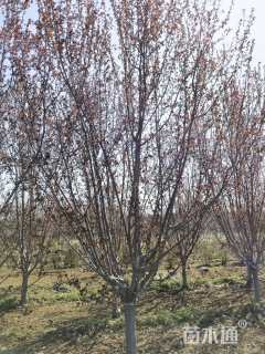 18公分绚丽海棠