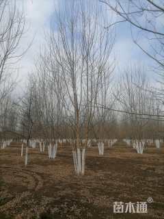 高度700厘米丛生白蜡