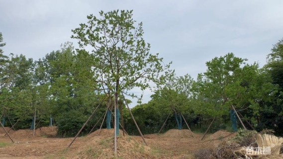 48公分(2杆)丛生乌桕