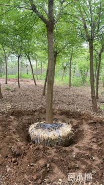 10公分金叶复叶槭