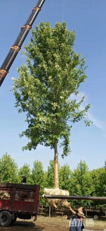 18公分美国红枫