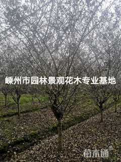 12公分垂丝海棠