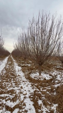 15公分绚丽海棠