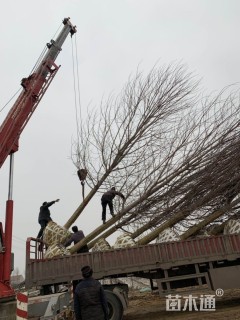 18公分美国红枫-秋火焰