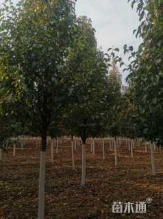 12公分彩叶豆梨