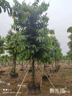 12公分大叶紫薇