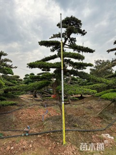 容器苗造型罗汉松