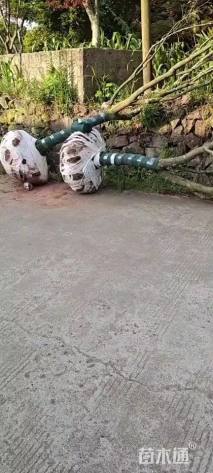 15公分日本红枫