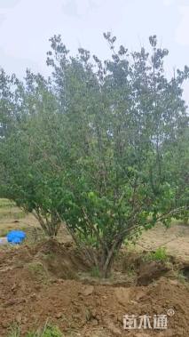 高度400厘米山茱萸