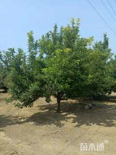 15公分八棱海棠