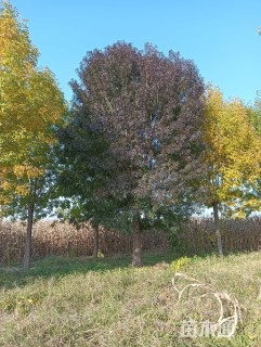 38公分秋紫白蜡