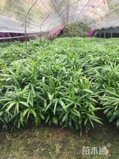 裸干高50厘米棕竹