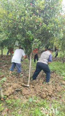 12公分红叶石楠