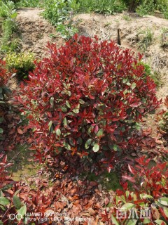 冠幅130厘米红叶石楠球
