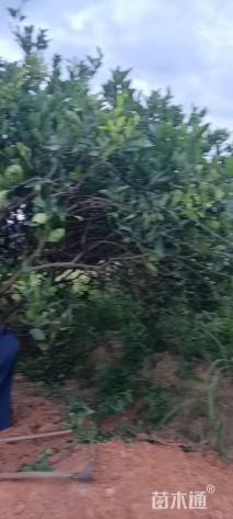 高度450厘米丛生胡柚