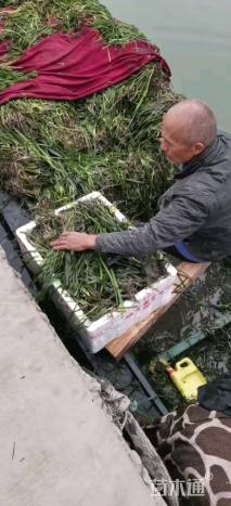 高度30厘米苦草