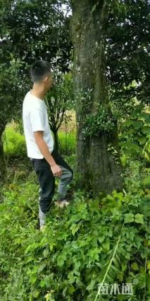 高度500厘米金弹子